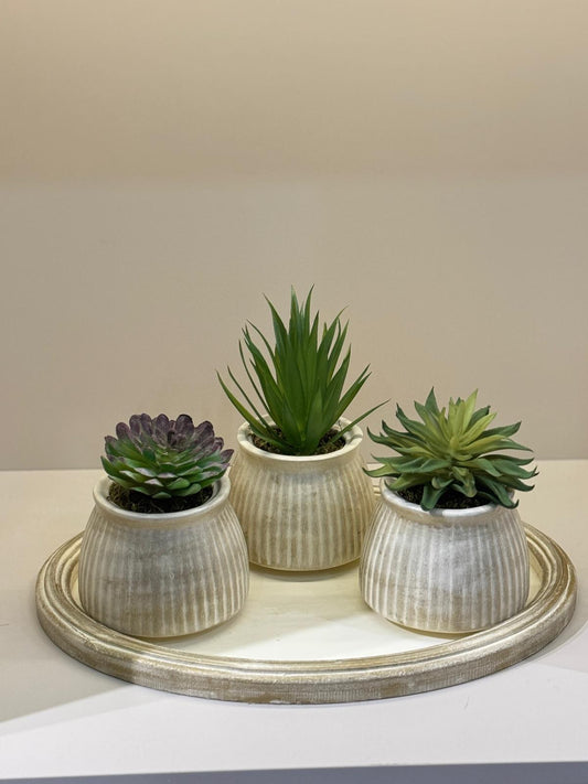 Kampanyalı Tepsili Skulent Set